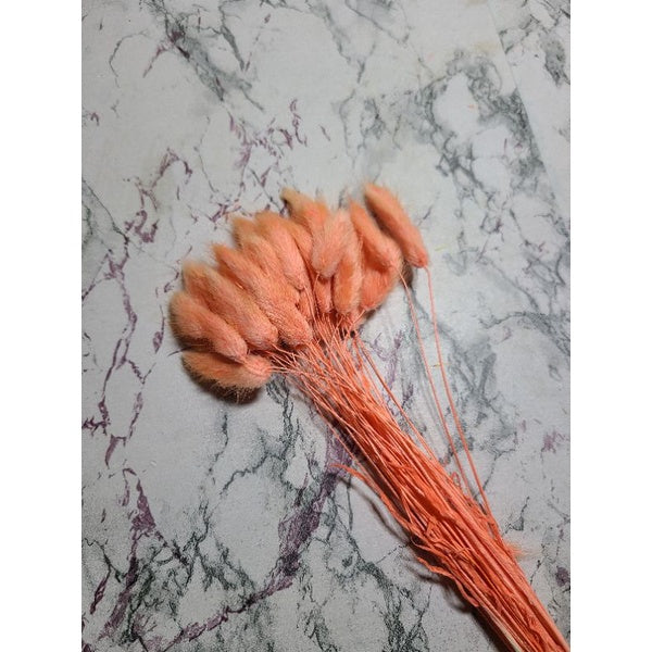 Bunnytail Dried Flower (10 Stems) Real flower Lagurus For Gift Wedding Party Home Birthday DIY