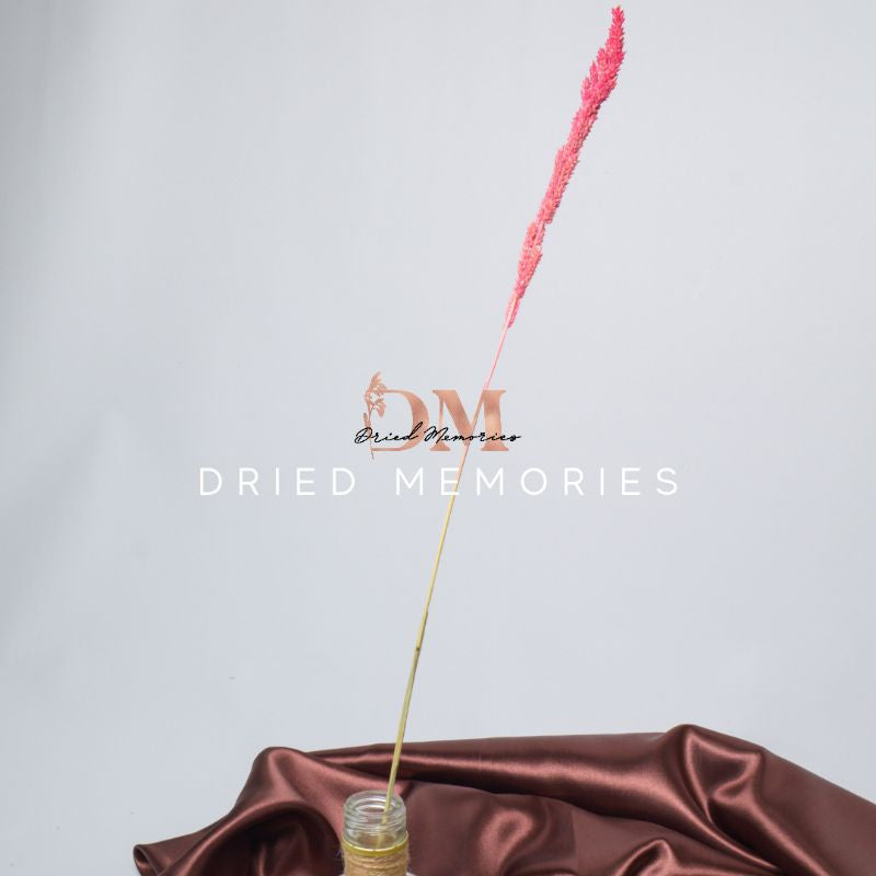 Dried Local Trigo (1 Stem) Real flower Hare Decor Gift Wedding Party Home Birthday DIY