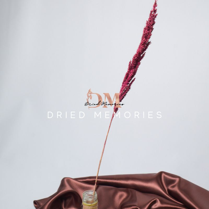 Dried Local Trigo (1 Stem) Real flower Hare Decor Gift Wedding Party Home Birthday DIY
