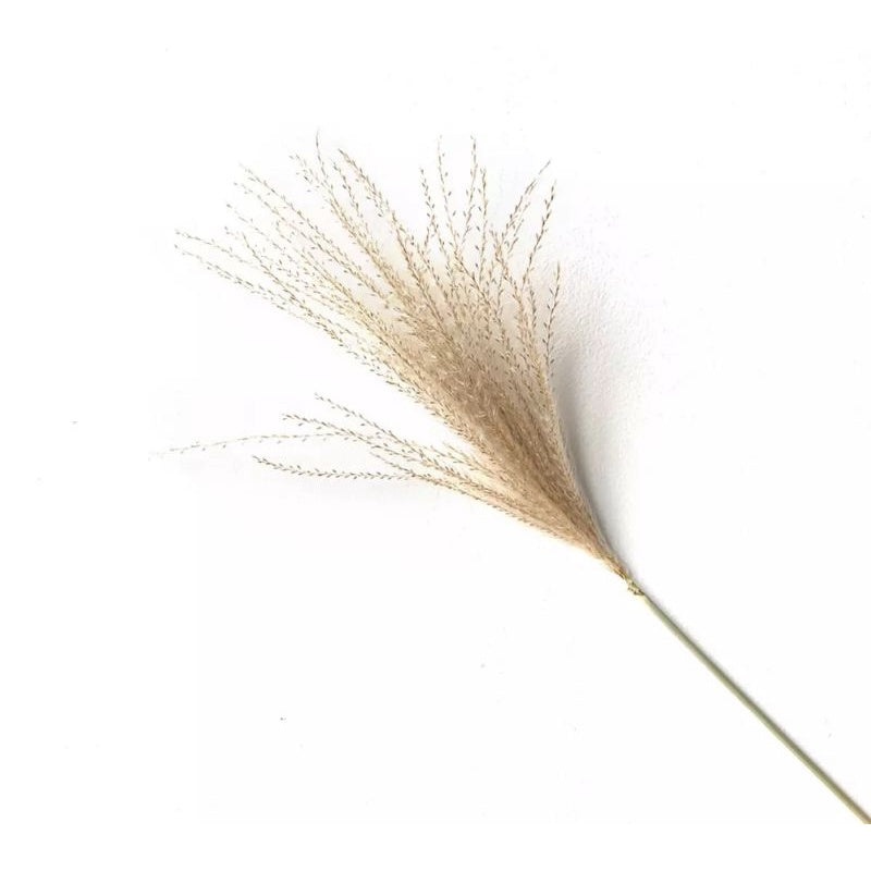 Dried Reed Fluffy (12 stems) Pampas Real Flower Gift Wedding Party Home Birthday DIY Dried Memories