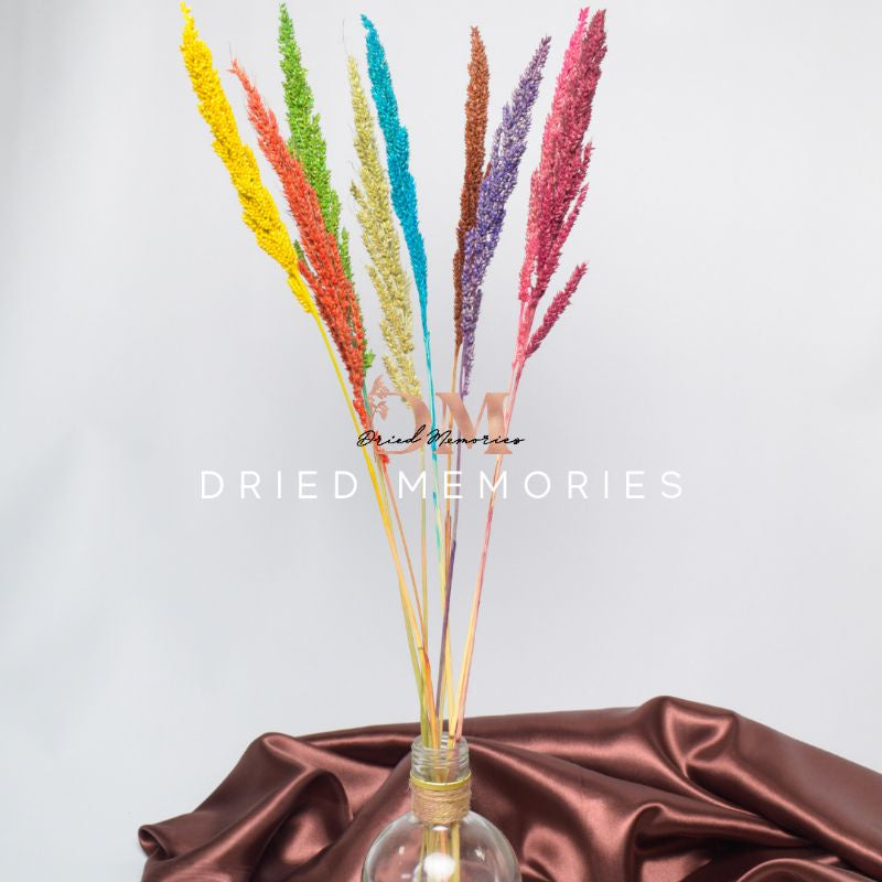 Dried Local Trigo (1 Stem) Real flower Hare Decor Gift Wedding Party Home Birthday DIY