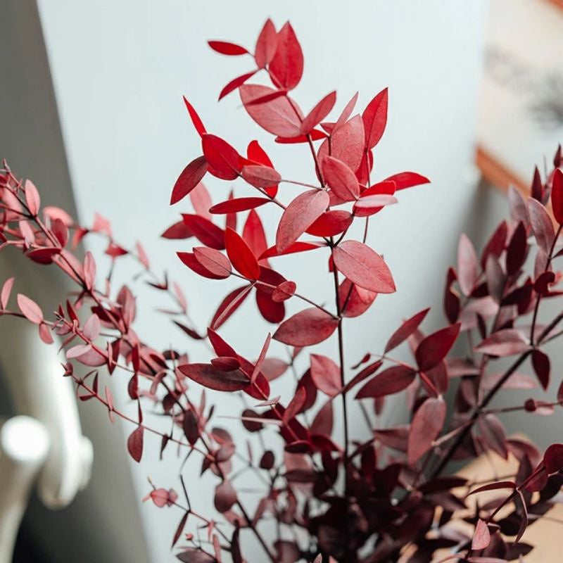 Dried Parvi / Parvifolia Flower Real Decor Gift Wedding Party Home Birthday DIY | Dried Memories PH