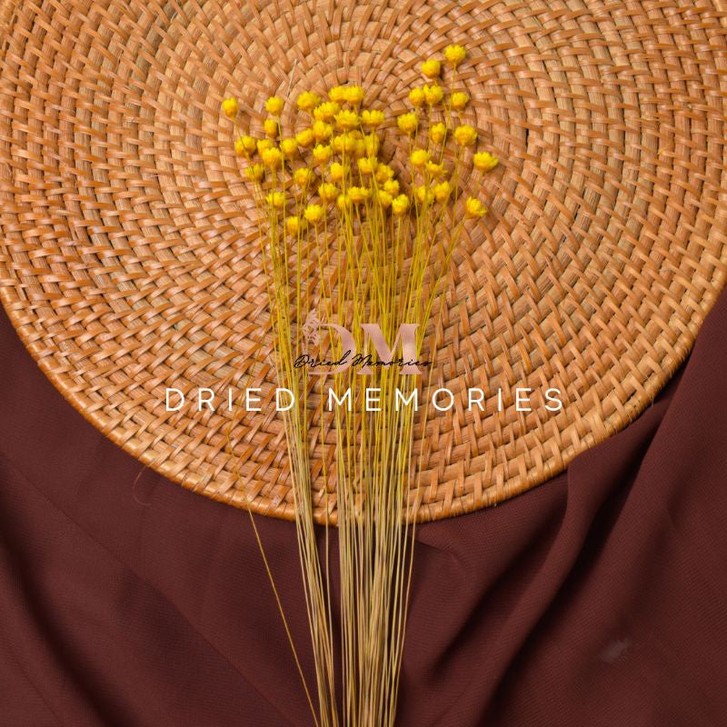 50 stems MINI Dried Star Flower Real Flower Happy Gift Wedding Party Home Birthday DIY