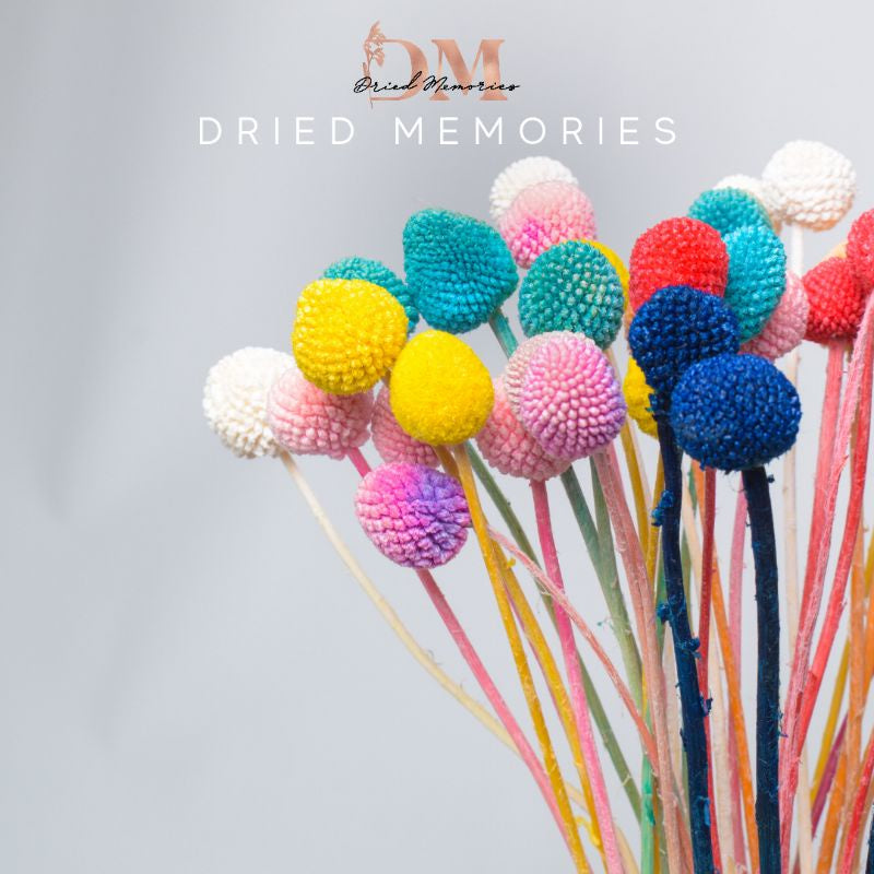 Preserved Real Dried Craspedia Flower Decor Gift Wedding Party Home Birthday DIY