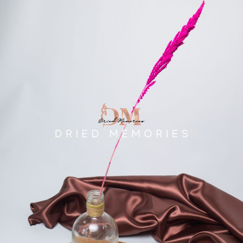 Dried Local Trigo (1 Stem) Real flower Hare Decor Gift Wedding Party Home Birthday DIY