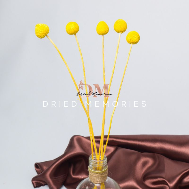 Preserved Real Dried Craspedia Flower Decor Gift Wedding Party Home Birthday DIY