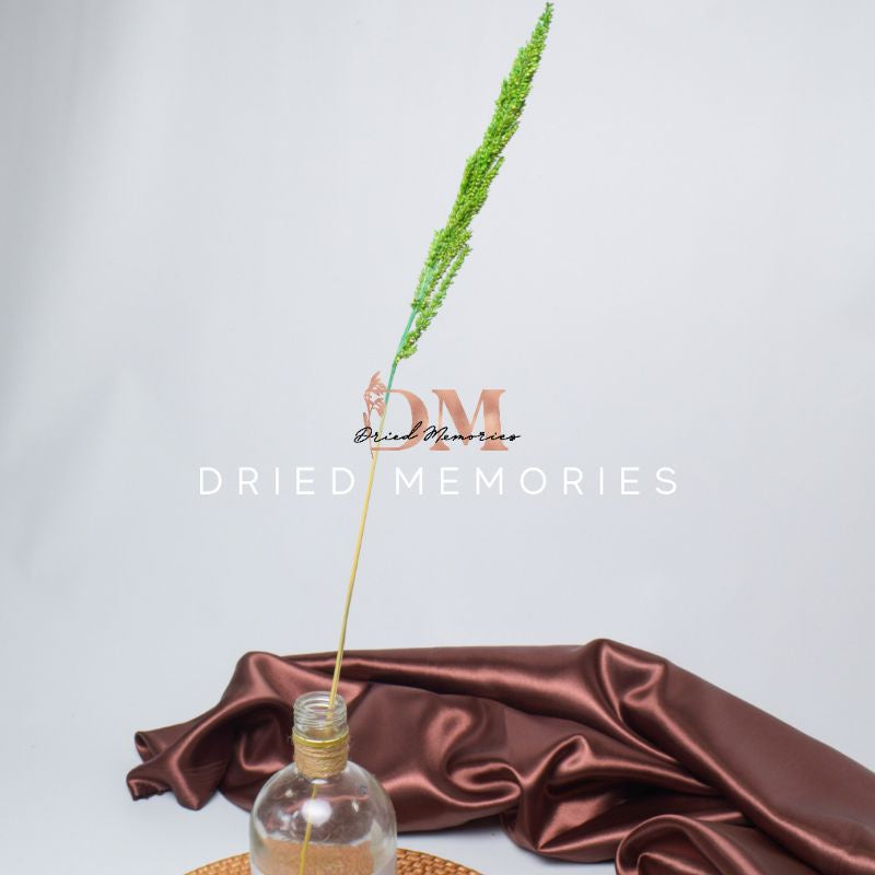 Dried Local Trigo (1 Stem) Real flower Hare Decor Gift Wedding Party Home Birthday DIY