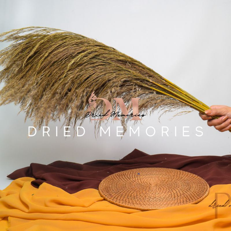 Dried Reed Local Pampas Flowers (8 stems) Gift Wedding Party Home Birthday DIY