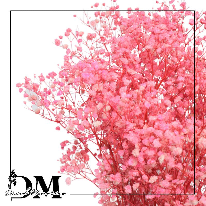 Babysbreath Medium Preserved Real Gypsophila Dried Flower Gift Wedding Party Home Birthday DIY