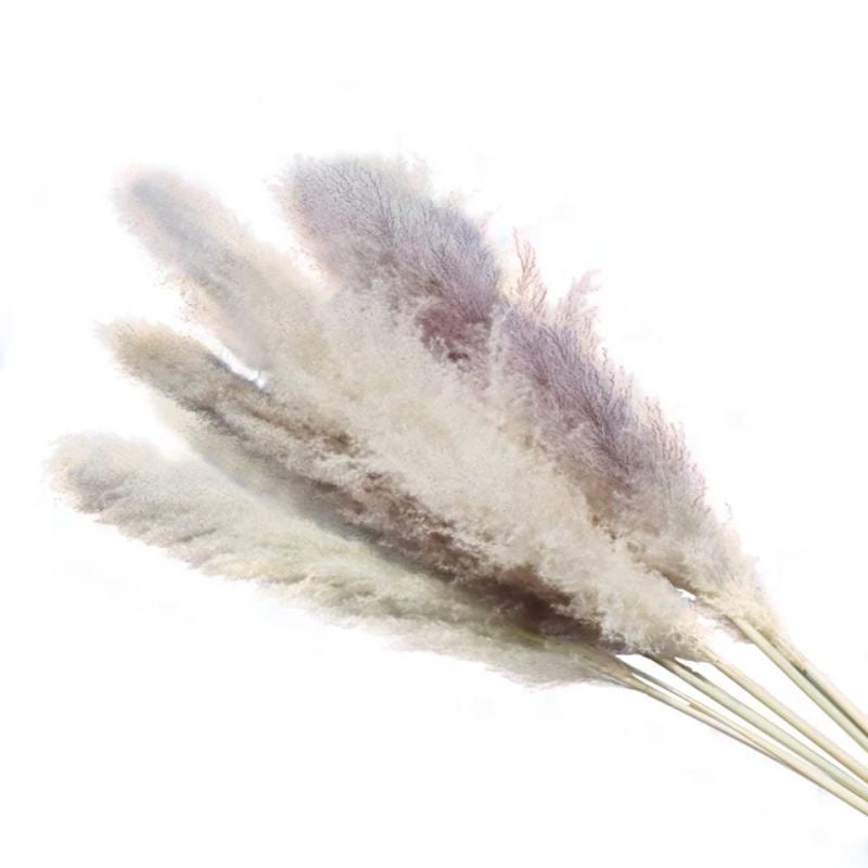 Big Real Preserved Pampas (1 stem) Dried Flowers Gift Wedding Party Home Birthday DIY