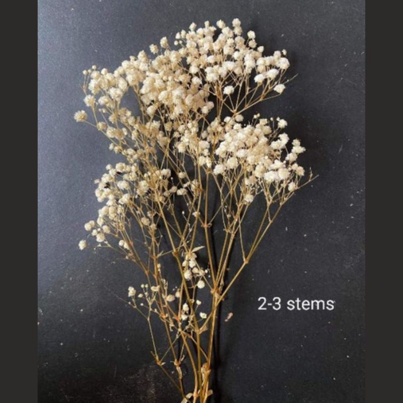 Dried Gypsophila (2-3 stems) Babysbreath Preserved Dried Flowers Gift Wedding Party Home Birthday