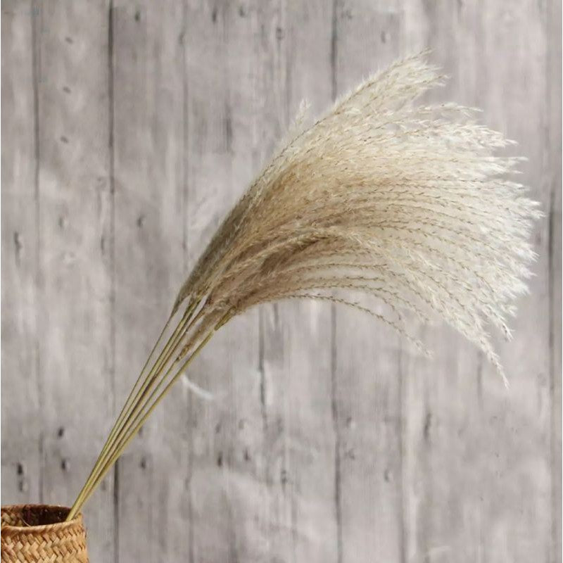 Dried Reed Fluffy (12 stems) Pampas Real Flower Gift Wedding Party Home Birthday DIY Dried Memories