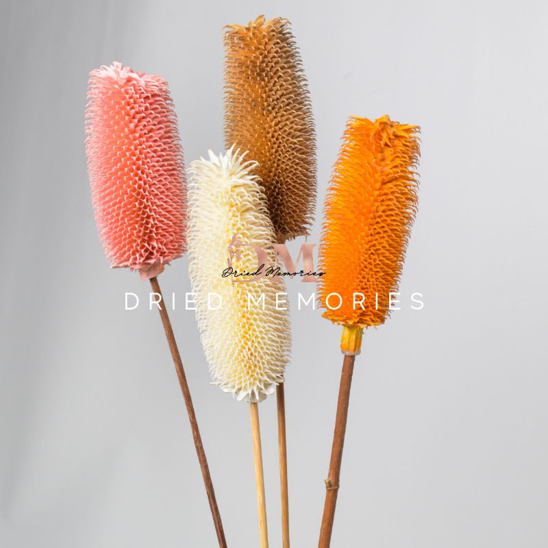 Dried Hare Fruit Teasel (1 stem) Real Flower Decor Gift Wedding Party Home Birthday DIY