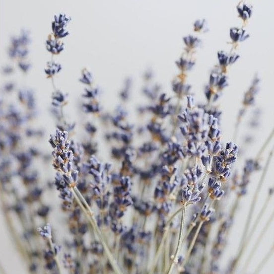 Dried Lavender Flower (1 stem) Real Decor Gift Wedding Party Home Birthday DIY | Dried Memories PH