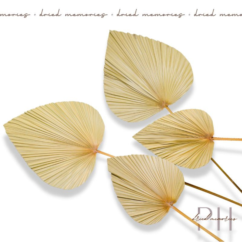 Dried Palm Spear Anahaw (1 piece) Real Flower | Dried Memories PH