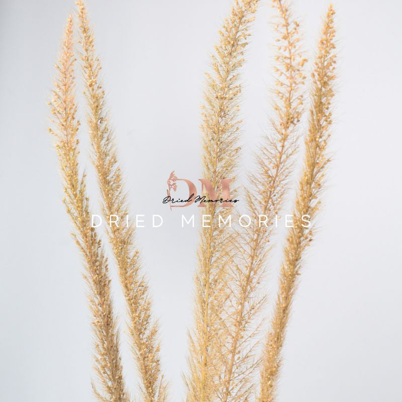 Dried Fox Tail (1 stem) Preserved Dried Foxtail Flowers Gift Wedding Party Home Birthday DIY