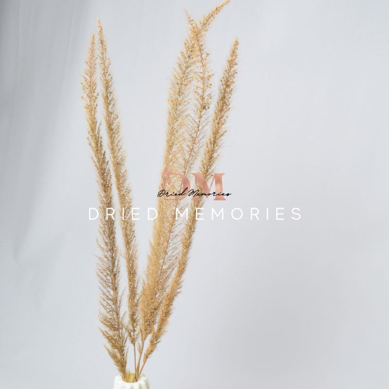 Dried Fox Tail (1 stem) Preserved Dried Foxtail Flowers Gift Wedding Party Home Birthday DIY