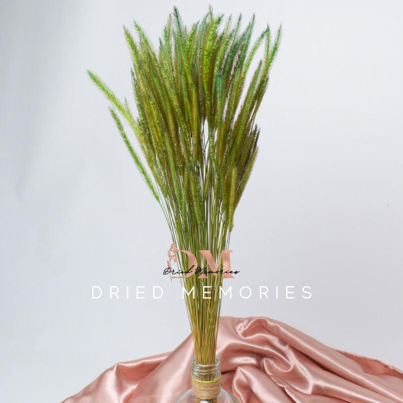 Dried Rat Tail (3 Stems for 5php) Real Flower Solidago Horse Gift Wedding Party Home Birthday DIY