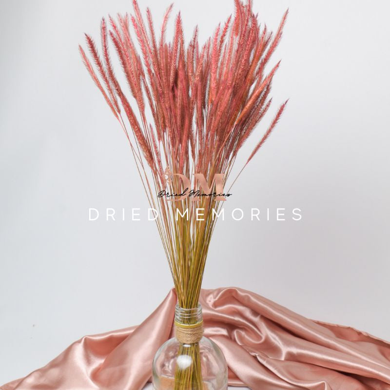 Dried Rat Tail (3 Stems for 5php) Real Flower Solidago Horse Gift Wedding Party Home Birthday DIY