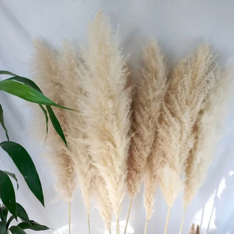 Big Real Preserved Pampas (1 stem) Dried Flowers Gift Wedding Party Home Birthday DIY