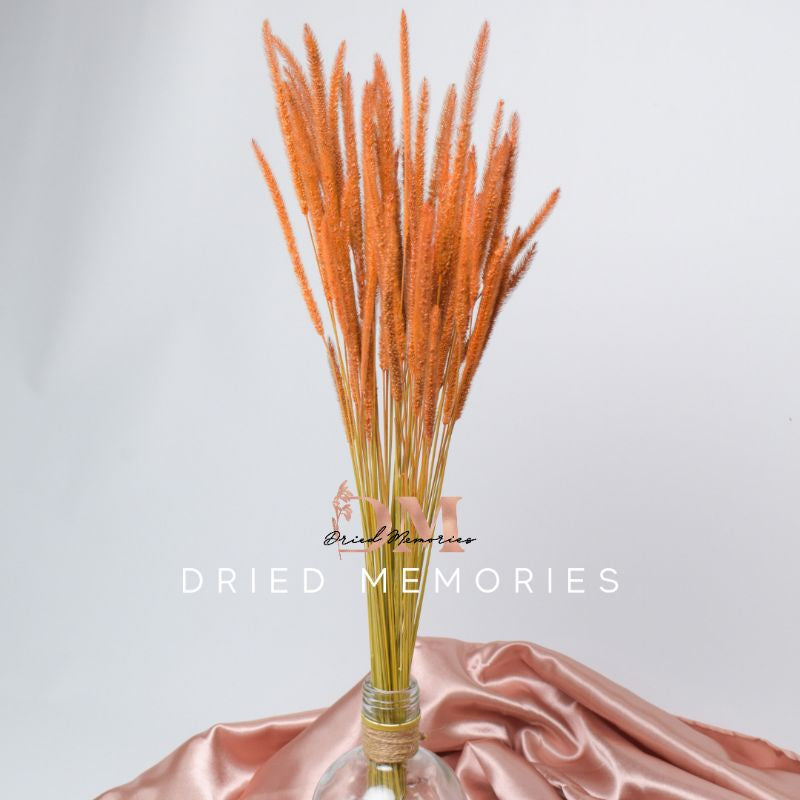 Dried Rat Tail (3 Stems for 5php) Real Flower Solidago Horse Gift Wedding Party Home Birthday DIY