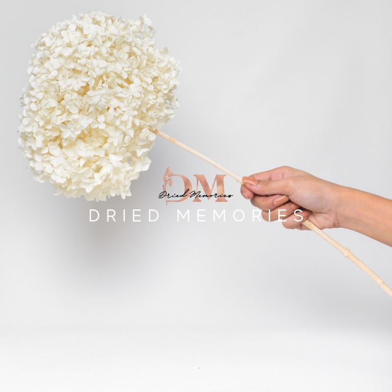 Dried Hydrangea Flower Real Flower Gift Wedding Party Home Birthday DIY | Dried Memories PH