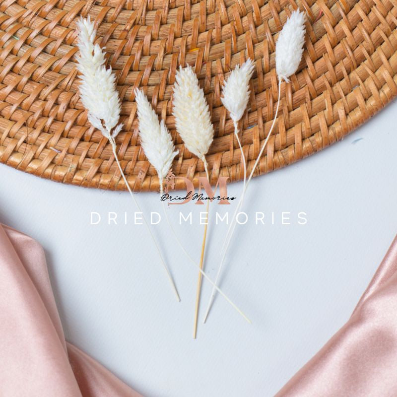 Dried Small Phalaris (5 stems) Real Flowers Decor Gift Wedding Party Home Birthday DIY