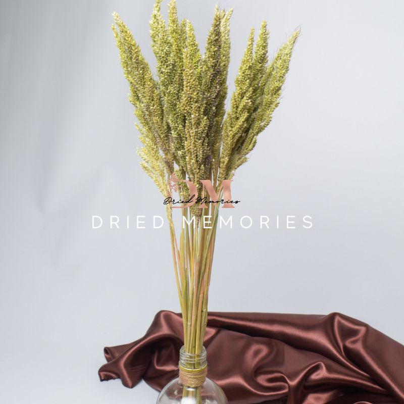 Dried Trigo Wheat Flower Real Dried Hare Decor Gift Wedding Party Home Birthday DIY | Dried Memories