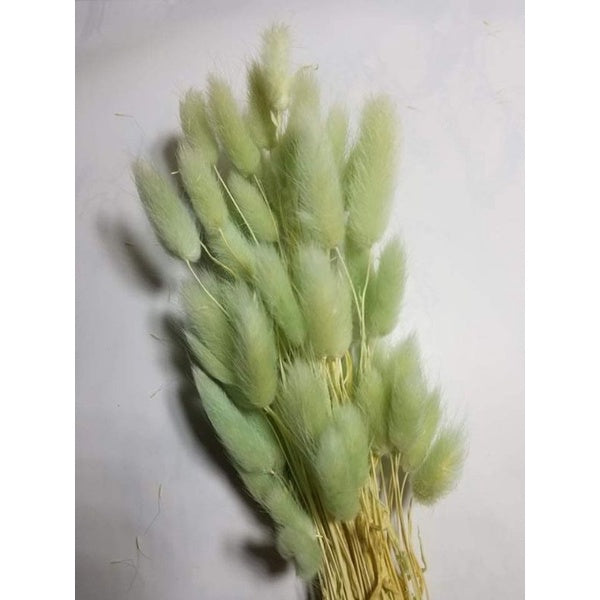 Dried Bunnytail Flowers (1 Stem) Real Lagurus Gift Wedding Party Home Birthday DIY | Dried Memories