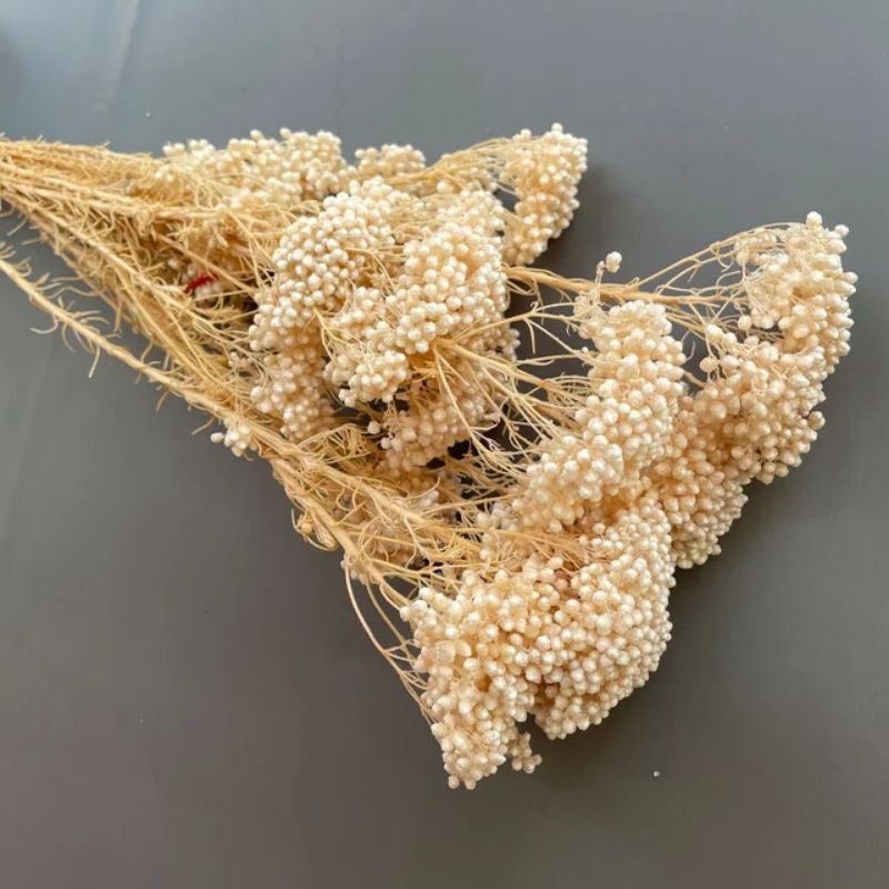 Dried Rice Flower Preserved Real Flower Gift Wedding Party Home Birthday DIY | Dried Memories PH