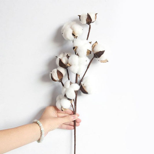 Dried Real Cotton Flower (10 cottons) Gift Wedding Party Home Birthday DIY | Dried Memories PH