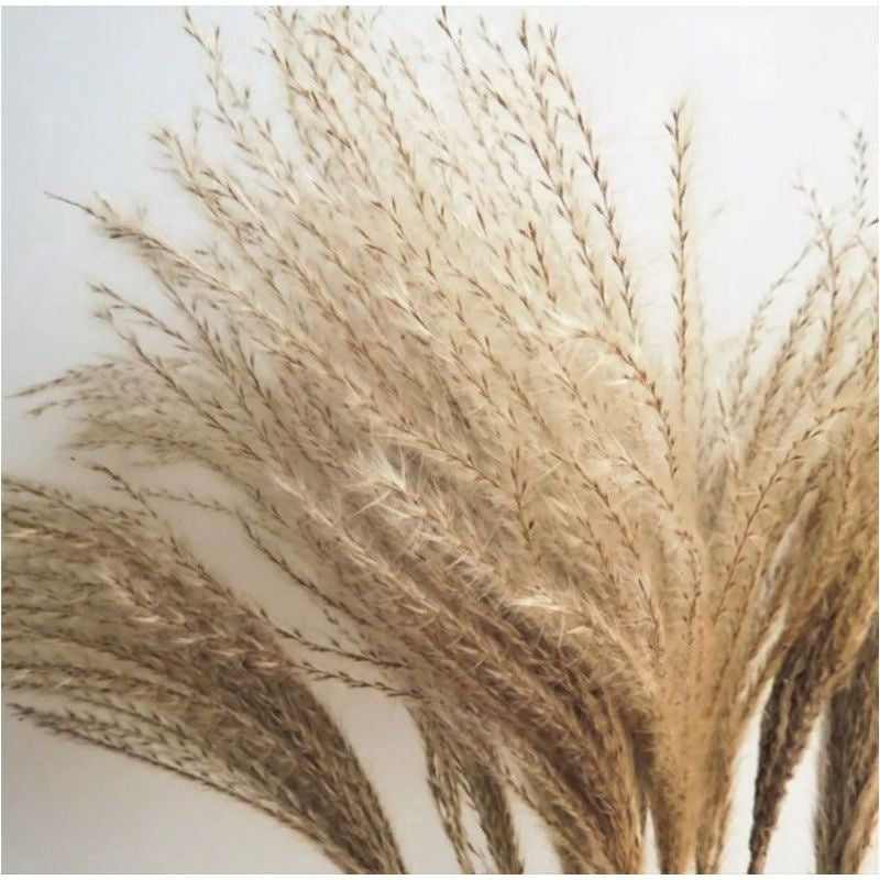 Dried Reed Fluffy Pampas Home Decor Gift Wedding Party Home Birthday DIY | Dried Memories PH