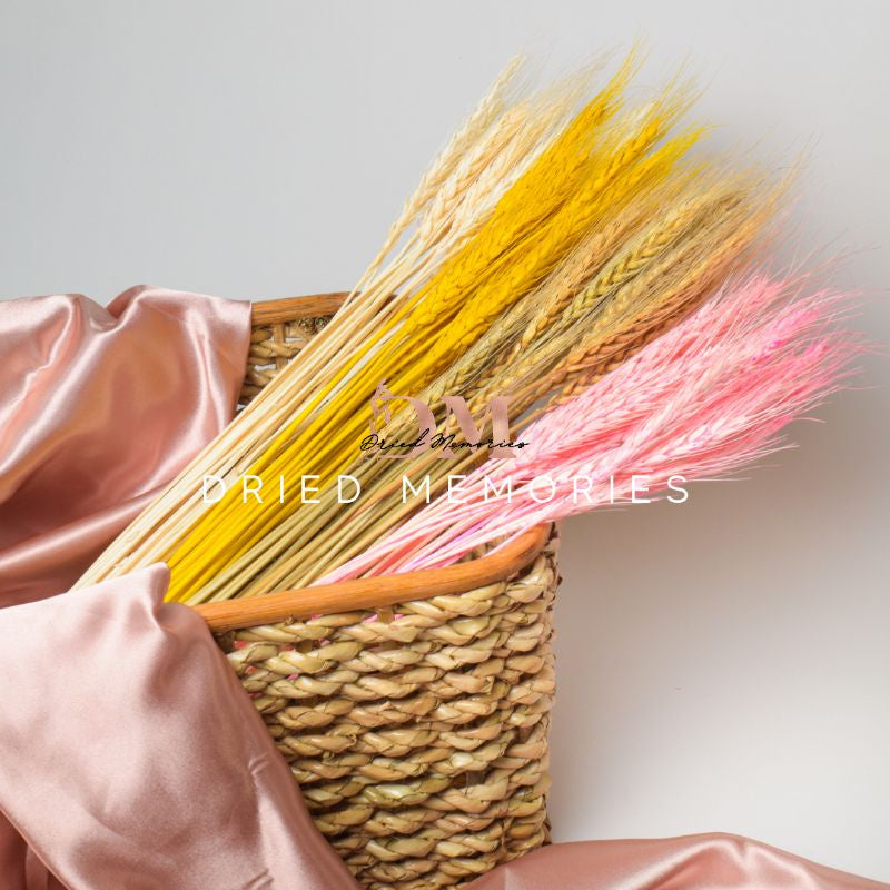 Dried Wheat Flower (10 stems) Real Decor Gift Wedding Party Home Birthday DIY | Dried Memories PH