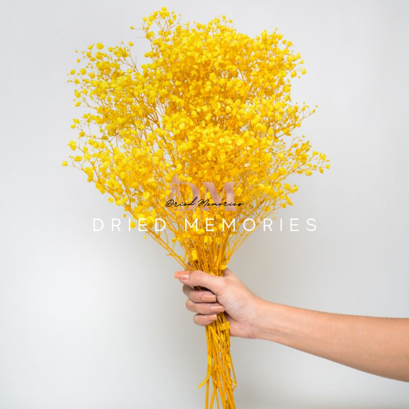 Dried Gypsophila (2-3 stems) Babysbreath Preserved Dried Flowers Gift Wedding Party Home Birthday