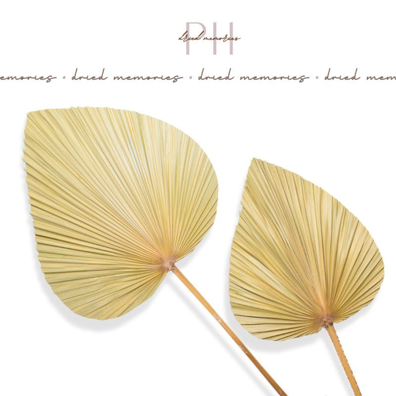 Dried Palm Spear Anahaw (1 piece) Real Flower | Dried Memories PH