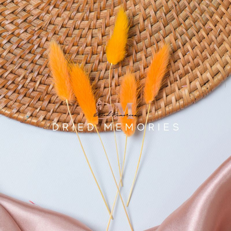 Dried Small Bunnytail (5 stems) Flower for Resin Lagurus Gift Wedding Party Home Birthday DIY