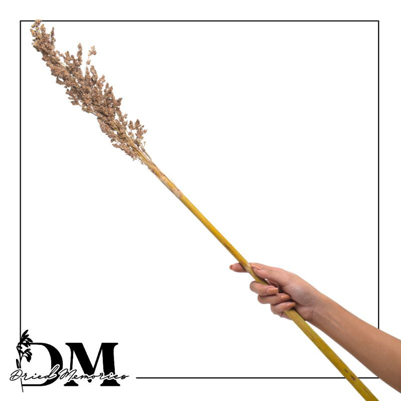 3 Ft. Solghum Real Preserved Dried Flowers (1 Piece) Decorative Gift Wedding Party Home Birthday DIY