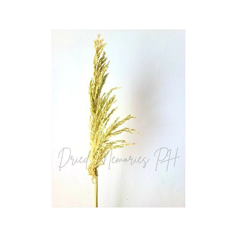 Dried Foliage Pampas (1 Stem) Real Flower Local Pampas Gift Wedding Party Home Birthday DIY