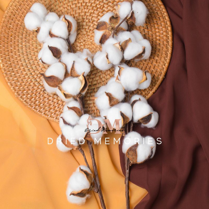 Dried Real Cotton Flower (10 cottons) Gift Wedding Party Home Birthday DIY | Dried Memories PH