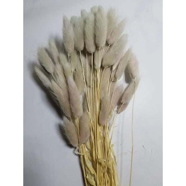 Dried Bunnytail Flowers (1 Stem) Real Lagurus Gift Wedding Party Home Birthday DIY | Dried Memories