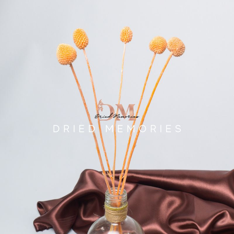 Preserved Real Dried Craspedia Flower Decor Gift Wedding Party Home Birthday DIY