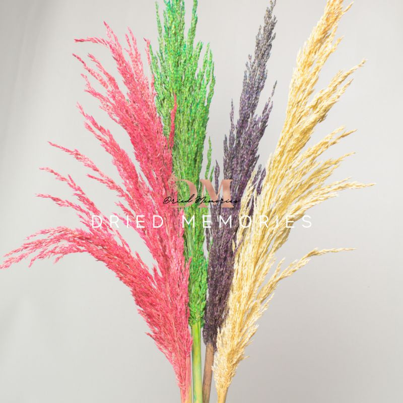 Dried Foliage Pampas (1 Stem) Real Flower Local Pampas Gift Wedding Party Home Birthday DIY