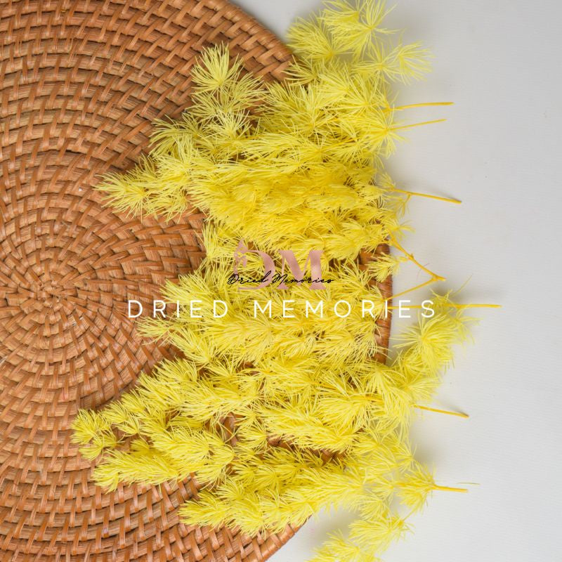 Dried Flower Penglaisong Preserved Real Flower Asparagus Retro Gift Wedding Party Home Birthday DIY