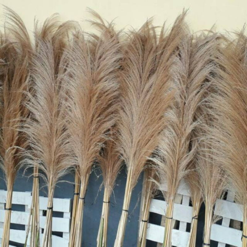 3 Ft. Dried Local Pampas Real Flower Wedding and Home Decoration