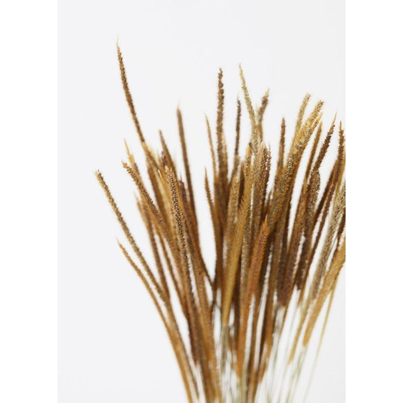 Dried Rat Tail (3 Stems for 5php) Real Flower Solidago Horse Gift Wedding Party Home Birthday DIY