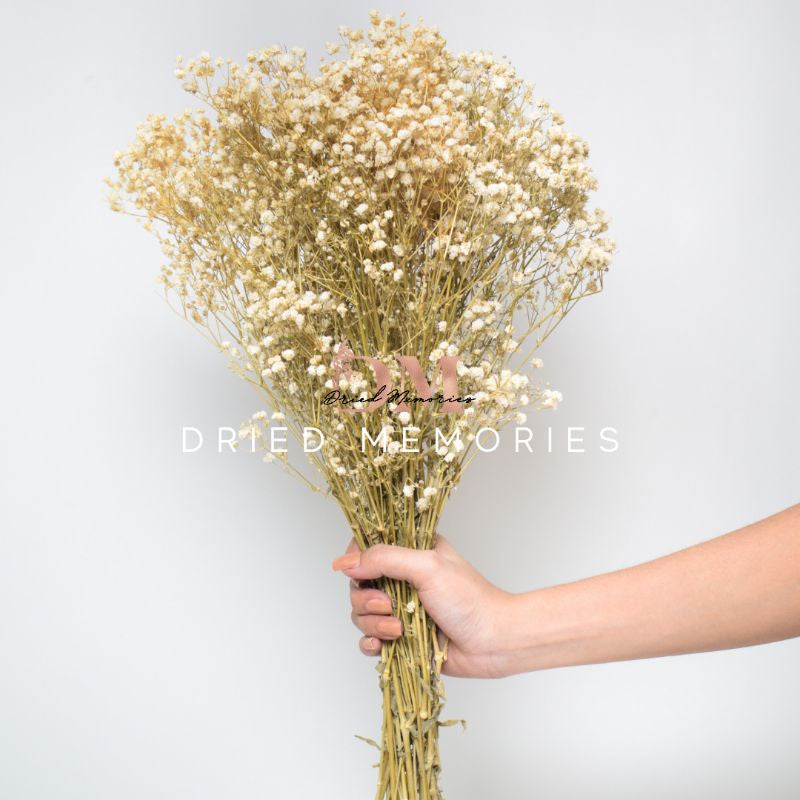 Dried Gypsophila (2-3 stems) Babysbreath Preserved Dried Flowers Gift Wedding Party Home Birthday