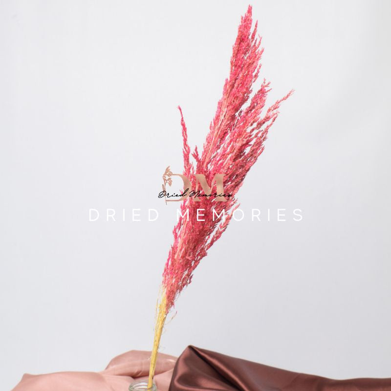 Dried Foliage Pampas (1 Stem) Real Flower Local Pampas Gift Wedding Party Home Birthday DIY