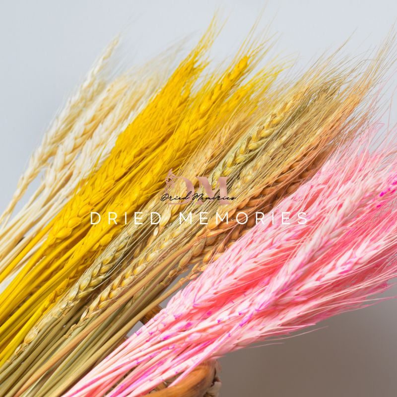 Dried Wheat Flower (10 stems) Real Decor Gift Wedding Party Home Birthday DIY | Dried Memories PH