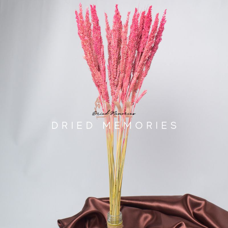 Dried Trigo Wheat Flower Real Dried Hare Decor Gift Wedding Party Home Birthday DIY | Dried Memories