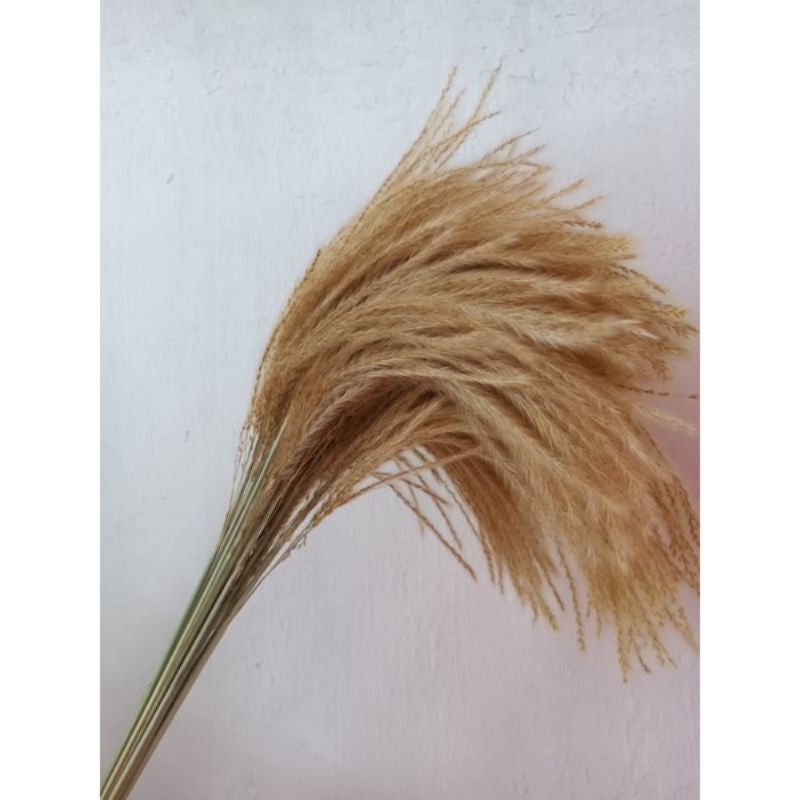 Dried Reed Fluffy Pampas Home Decor Gift Wedding Party Home Birthday DIY | Dried Memories PH